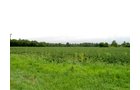 Property photo 1 - 37+/- Acre Productive Tillable Farmland Auction